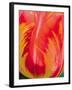 Radiant Orange Tulip-Ella Lancaster-Framed Giclee Print