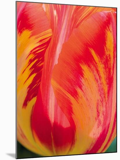 Radiant Orange Tulip-Ella Lancaster-Mounted Giclee Print