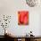 Radiant Orange Tulip-Ella Lancaster-Stretched Canvas displayed on a wall