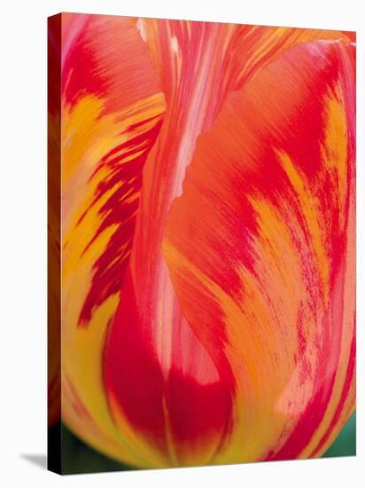 Radiant Orange Tulip-Ella Lancaster-Stretched Canvas