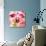 Radiant Orchid Square I-Lanie Loreth-Premium Giclee Print displayed on a wall