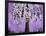 Radiant Orchid Tree-Blenda Tyvoll-Framed Giclee Print