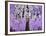 Radiant Orchid Tree-Blenda Tyvoll-Framed Giclee Print