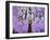 Radiant Orchid Tree-Blenda Tyvoll-Framed Giclee Print