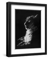 Radiant Phantom-Barbara Keith-Framed Premium Giclee Print