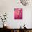 Radiant Pink Tulip I-Ella Lancaster-Giclee Print displayed on a wall