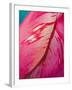 Radiant Pink Tulip I-Ella Lancaster-Framed Giclee Print