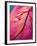 Radiant Pink Tulip I-Ella Lancaster-Framed Giclee Print
