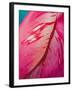 Radiant Pink Tulip I-Ella Lancaster-Framed Giclee Print