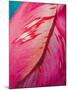 Radiant Pink Tulip I-Ella Lancaster-Mounted Giclee Print