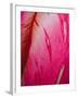 Radiant Pink Tulip II-Ella Lancaster-Framed Giclee Print