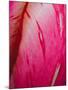 Radiant Pink Tulip II-Ella Lancaster-Mounted Giclee Print