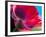Radiant Poppy I-Ella Lancaster-Framed Giclee Print