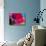 Radiant Poppy I-Ella Lancaster-Mounted Giclee Print displayed on a wall