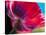 Radiant Poppy I-Ella Lancaster-Stretched Canvas