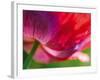 Radiant Poppy II-Ella Lancaster-Framed Giclee Print