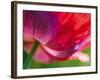 Radiant Poppy II-Ella Lancaster-Framed Giclee Print