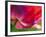 Radiant Poppy II-Ella Lancaster-Framed Giclee Print