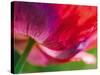 Radiant Poppy II-Ella Lancaster-Stretched Canvas