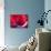 Radiant Poppy III-Ella Lancaster-Giclee Print displayed on a wall