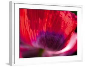 Radiant Poppy III-Ella Lancaster-Framed Giclee Print