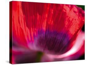 Radiant Poppy III-Ella Lancaster-Stretched Canvas