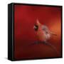 Radiant Redbird-Jai Johnson-Framed Stretched Canvas