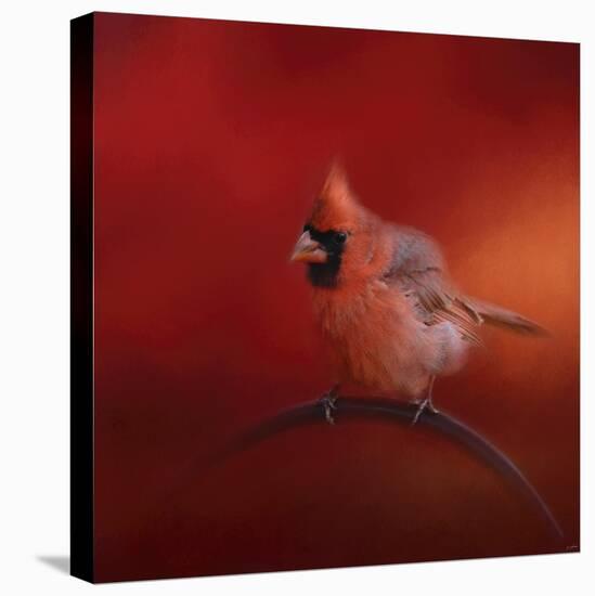 Radiant Redbird-Jai Johnson-Stretched Canvas
