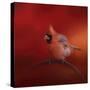 Radiant Redbird-Jai Johnson-Stretched Canvas