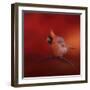 Radiant Redbird-Jai Johnson-Framed Giclee Print