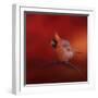 Radiant Redbird-Jai Johnson-Framed Giclee Print