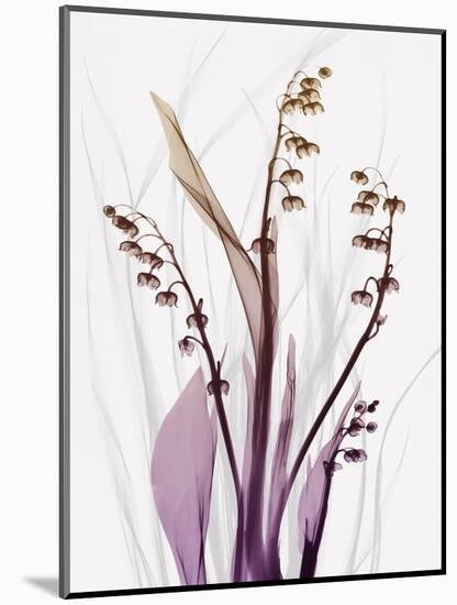 Radiant Snowdrops 4-Albert Koetsier-Mounted Photographic Print