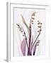 Radiant Snowdrops 4-Albert Koetsier-Framed Premium Photographic Print