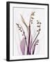 Radiant Snowdrops 4-Albert Koetsier-Framed Premium Photographic Print