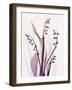 Radiant Snowdrops 4-Albert Koetsier-Framed Photographic Print