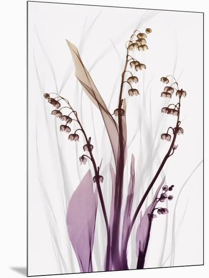 Radiant Snowdrops 4-Albert Koetsier-Mounted Photographic Print