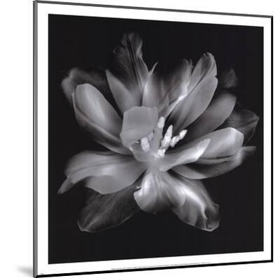 Donna Geissler Radiant Tulip IV Black & White Photo Poster 12X12 