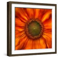 Radiant Warmth-Ursula Abresch-Framed Photographic Print