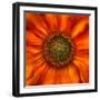 Radiant Warmth-Ursula Abresch-Framed Photographic Print