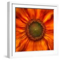 Radiant Warmth-Ursula Abresch-Framed Photographic Print