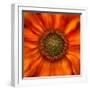 Radiant Warmth-Ursula Abresch-Framed Photographic Print