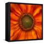 Radiant Warmth-Ursula Abresch-Framed Stretched Canvas