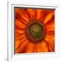 Radiant Warmth-Ursula Abresch-Framed Photographic Print