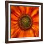 Radiant Warmth-Ursula Abresch-Framed Photographic Print