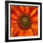 Radiant Warmth-Ursula Abresch-Framed Photographic Print