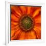 Radiant Warmth-Ursula Abresch-Framed Photographic Print