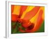 Radiant Yellow Poppy-Ella Lancaster-Framed Giclee Print