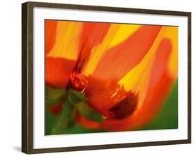 Radiant Yellow Poppy-Ella Lancaster-Framed Giclee Print
