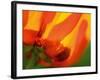 Radiant Yellow Poppy-Ella Lancaster-Framed Giclee Print