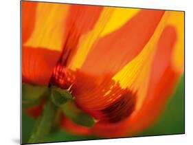 Radiant Yellow Poppy-Ella Lancaster-Mounted Giclee Print